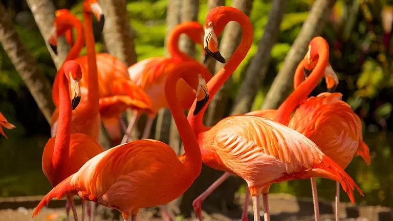 Flamingo-Gardens-1