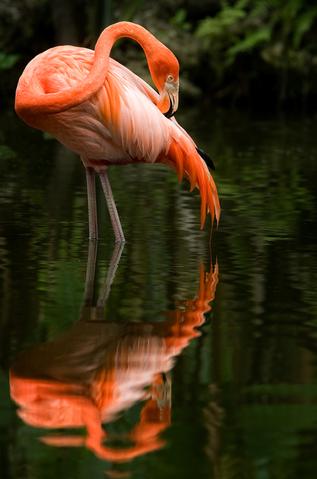 Flamingo-Gardens-4